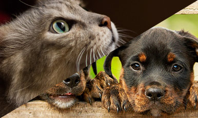 Animalerie